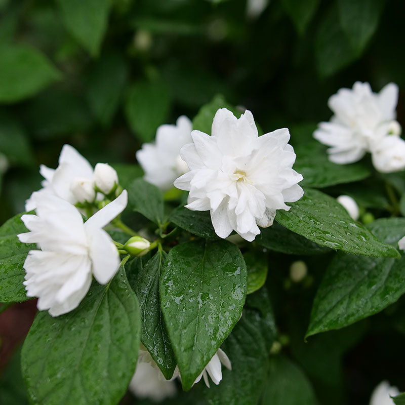 Gros plan sur un oranger du Japon (Illuminati Spice Mockoranger) à fleurs blanches en été. 