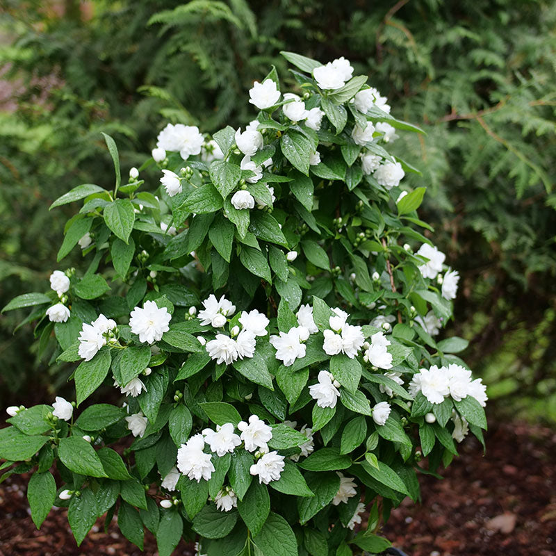 Arbuste de seringat Illuminati Spice aux fleurs blanches parfumées en été. 