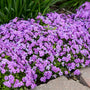 Bouquet de phlox hybrides 'Purple Sprite' avec des feuilles vertes sur un fond naturel flou.