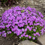 Les fleurs violettes en coussins du phlox 'Purple Sprite' poussent dans un parterre de jardin.