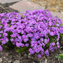 Fleurs violettes poussant dans un parterre de jardin avec un arrière-plan flou