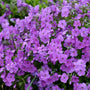 Gros plan sur un phlox 'Purple Sprite' aux feuilles vertes