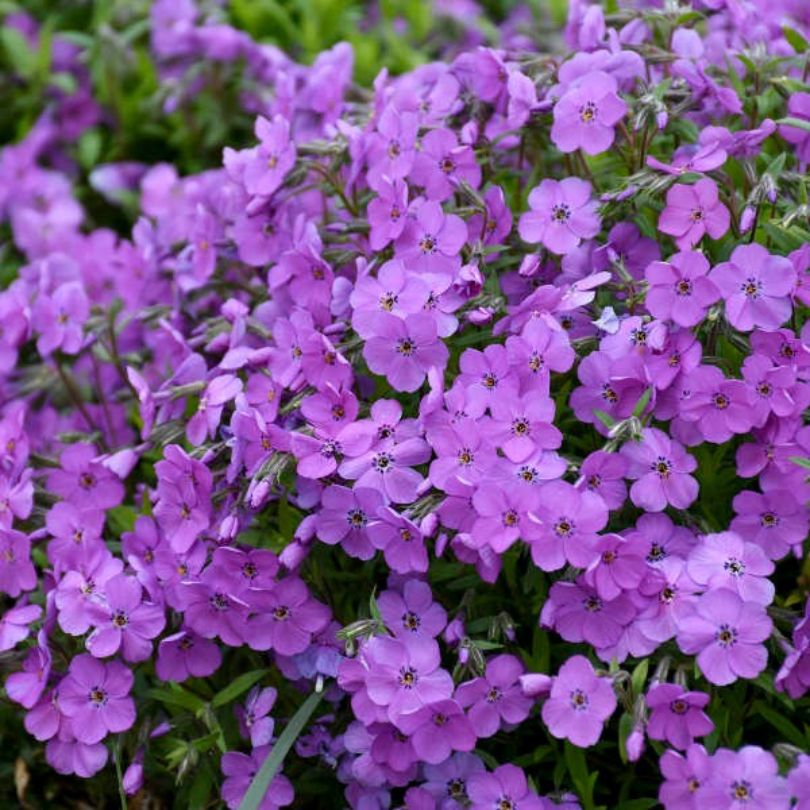Gros plan sur un phlox 'Purple Sprite' aux feuilles vertes