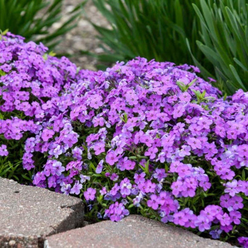 Des phlox 'Purple Sprite' en fleurs dans un jardin au feuillage vert et aux dalles de pierre.