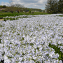 Pale blue flowers in a field from 'May Breeze' woodland phlox