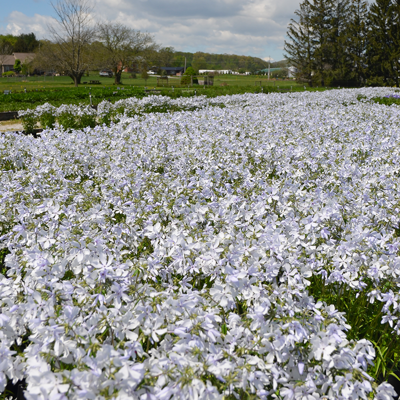 Pale blue flowers in a field from 'May Breeze' woodland phlox