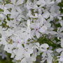 Close up image of pale blue flowers from 'May Breeze' woodland phlox
