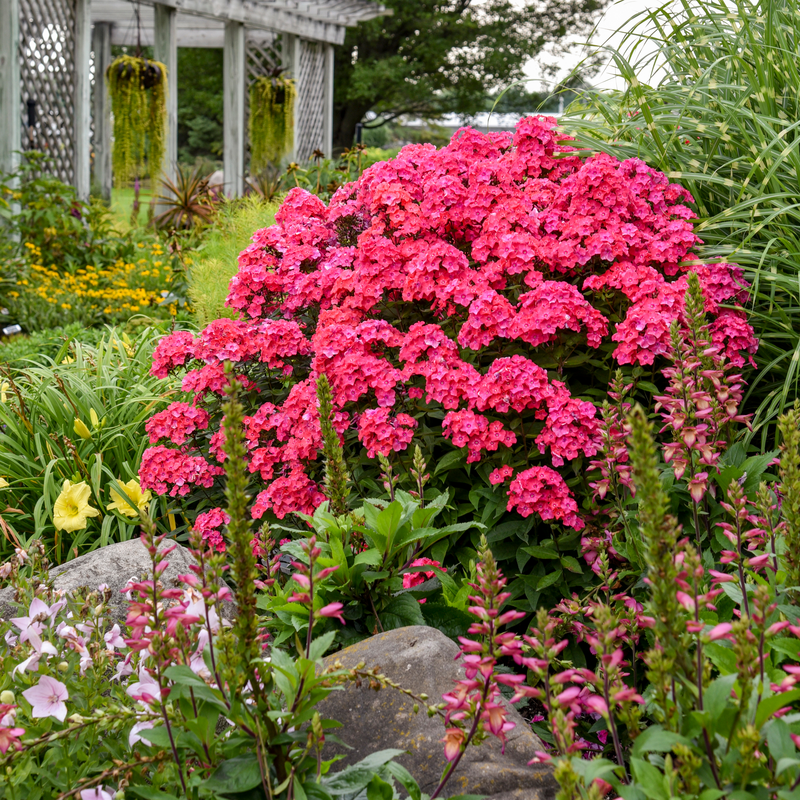 Glamour Girl Phlox with showy pink blooms in a garden.