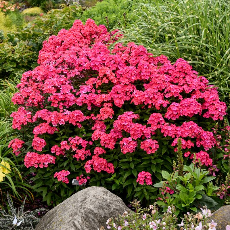 'Glamour Girl' Phlox