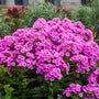 Gros plan sur un phlox géant 'Prismatic Pink' montrant des fleurs roses à cœur rouge.