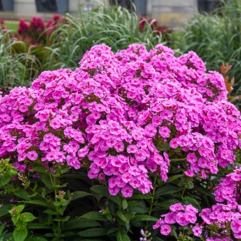 Gros plan sur un phlox géant 'Prismatic Pink' montrant des fleurs roses à cœur rouge.