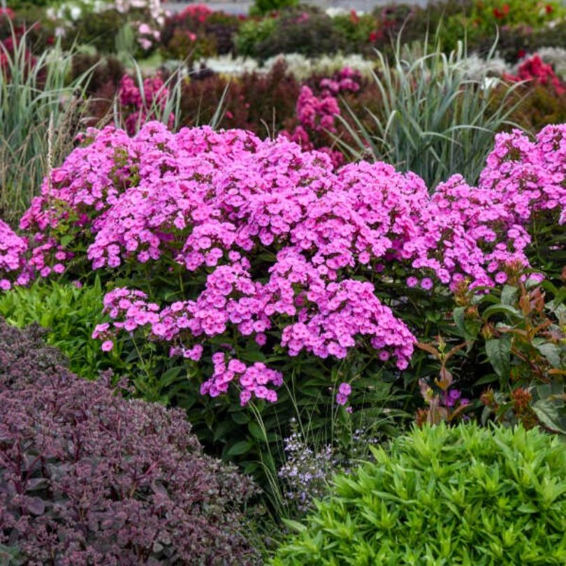 Phlox géant 'Prismatic Pink' dans un cadre de jardin