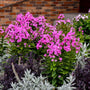 Phlox à fleurs roses et feuilles vertes contre un mur de briques