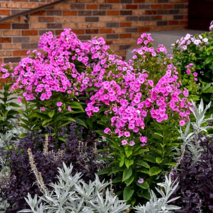 Phlox à fleurs roses et feuilles vertes contre un mur de briques