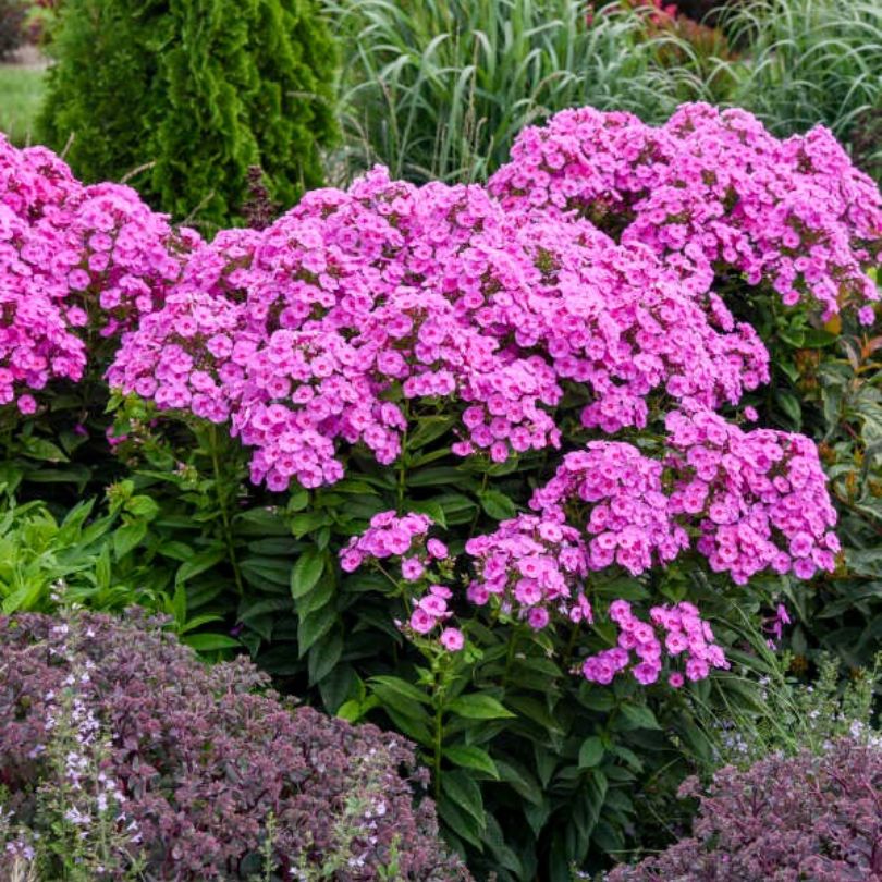 Bouquet de phlox 'Prismatic Pink' de grande taille avec feuillage vert dans un jardin