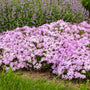 Phlox couvre-sol à fleurs roses 'Pink Sparkles' dans un jardin avec de l'herbe verte.