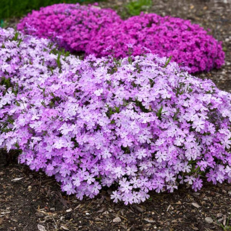 Touffe de phlox rampants 'Pink Sparkles'
