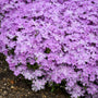 Gros plan d'un bouquet de fleurs de phlox roses sur fond flou.