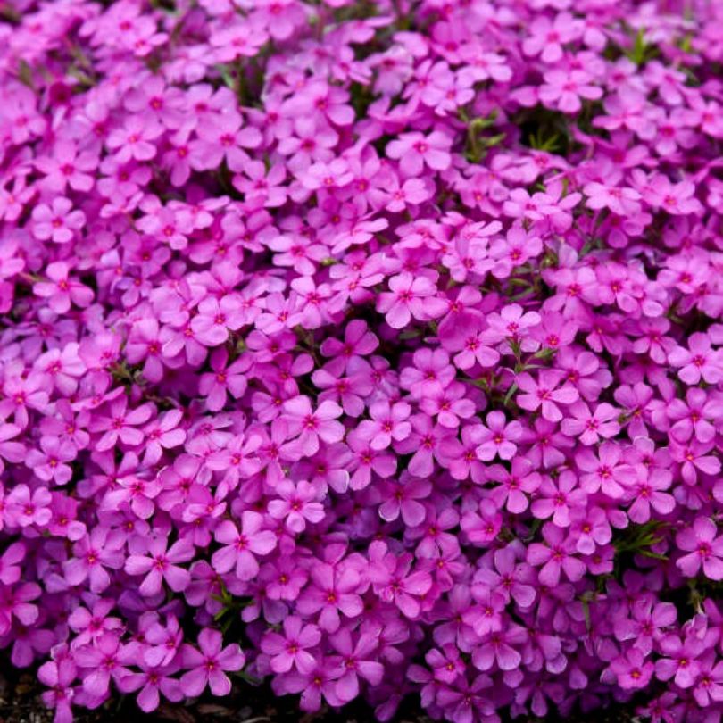 Gros plan sur un bouquet de fleurs de phlox roses