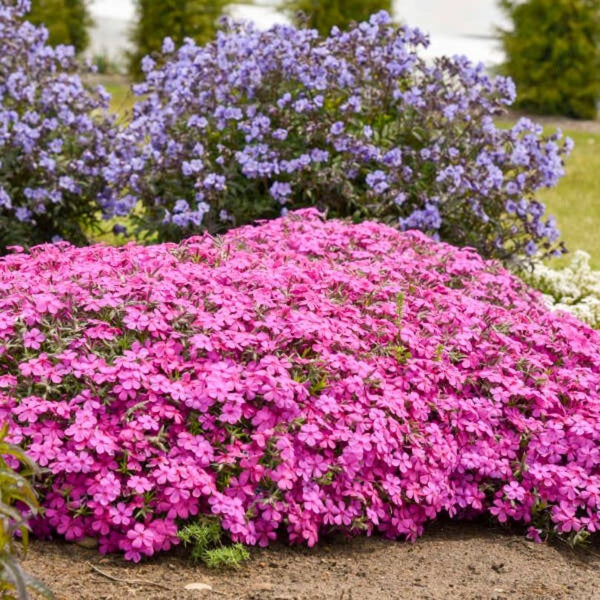 Spring Bling® 'Ruby Riot' Hybrid Creeping Phlox – Great Garden Plants