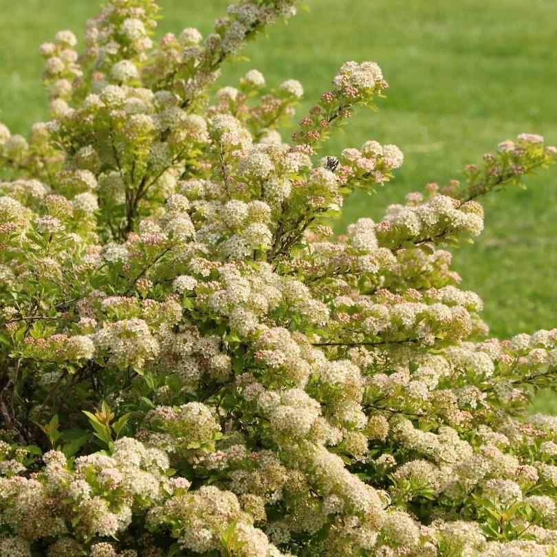 Physocarpus chinensis à feuillage vert chartreuse et à grappes de fleurs blanches