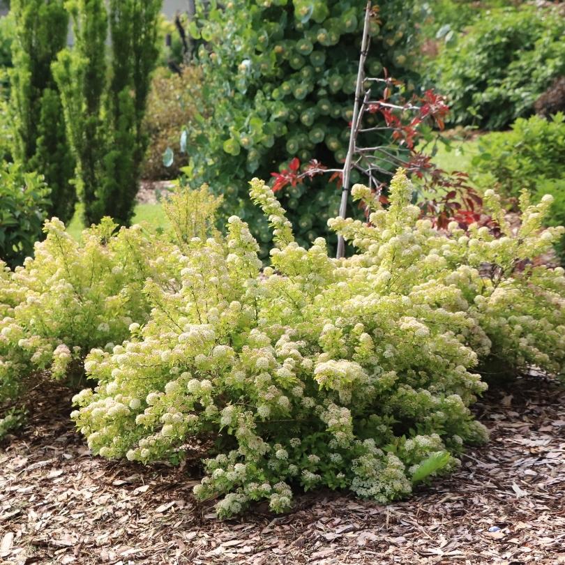 Arbustes de physocarpe vert dans un jardin avec du paillis et d'autres plantes en arrière-plan