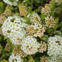Gros plan sur des fleurs blanches et roses de physocarpe à feuilles vertes