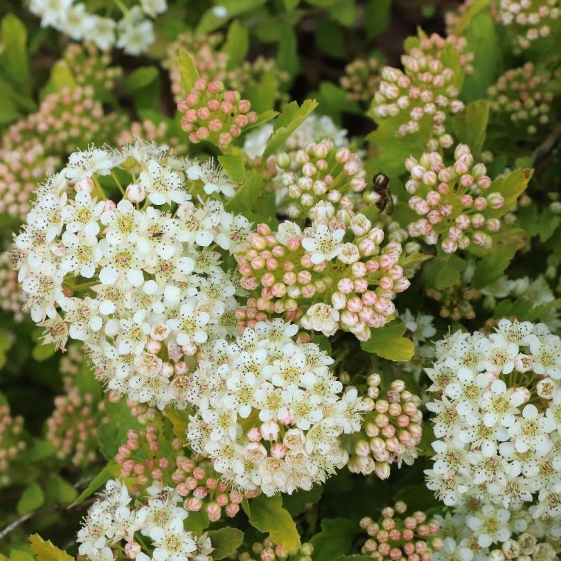 Gros plan sur des fleurs blanches et roses de physocarpe à feuilles vertes