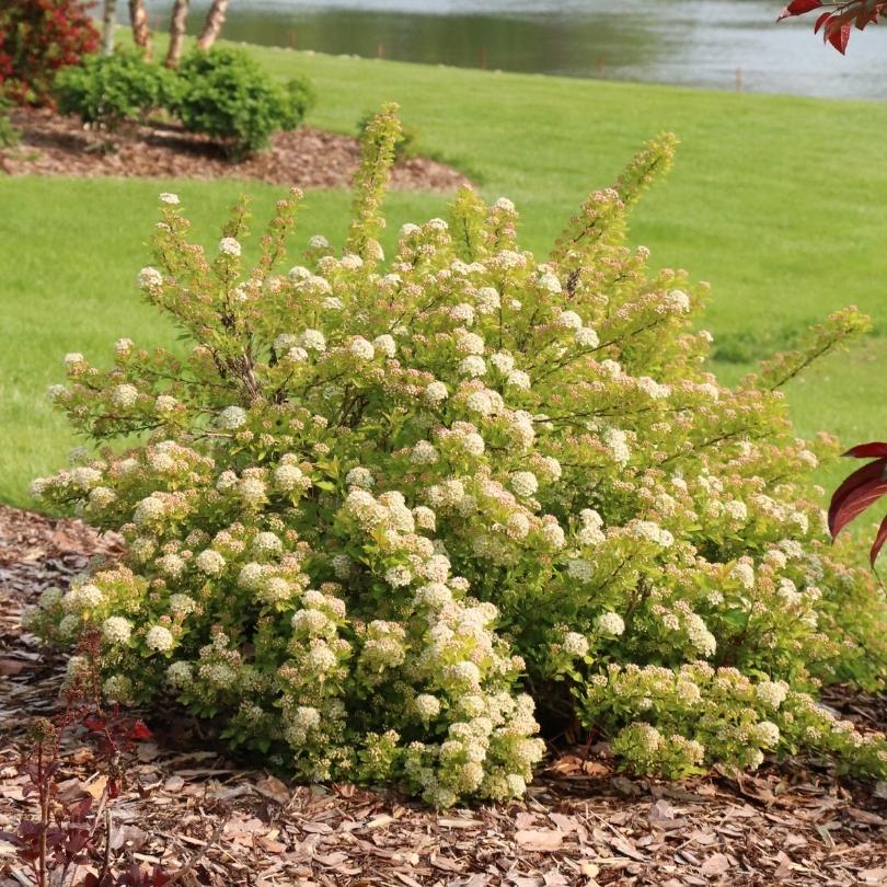 Physocarpe à fleurs blanches dans un jardin avec de l'herbe verte et de l'eau en arrière-plan