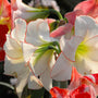 Close-up of a white amaryllis flowers with red edges, surrounded by other flowers.