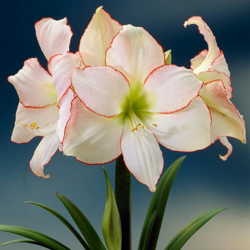 White amaryllis flower with red edges on a blurred blue background