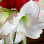 Close-up of a white amaryllis flower with red edges, blurred red flowers in the background