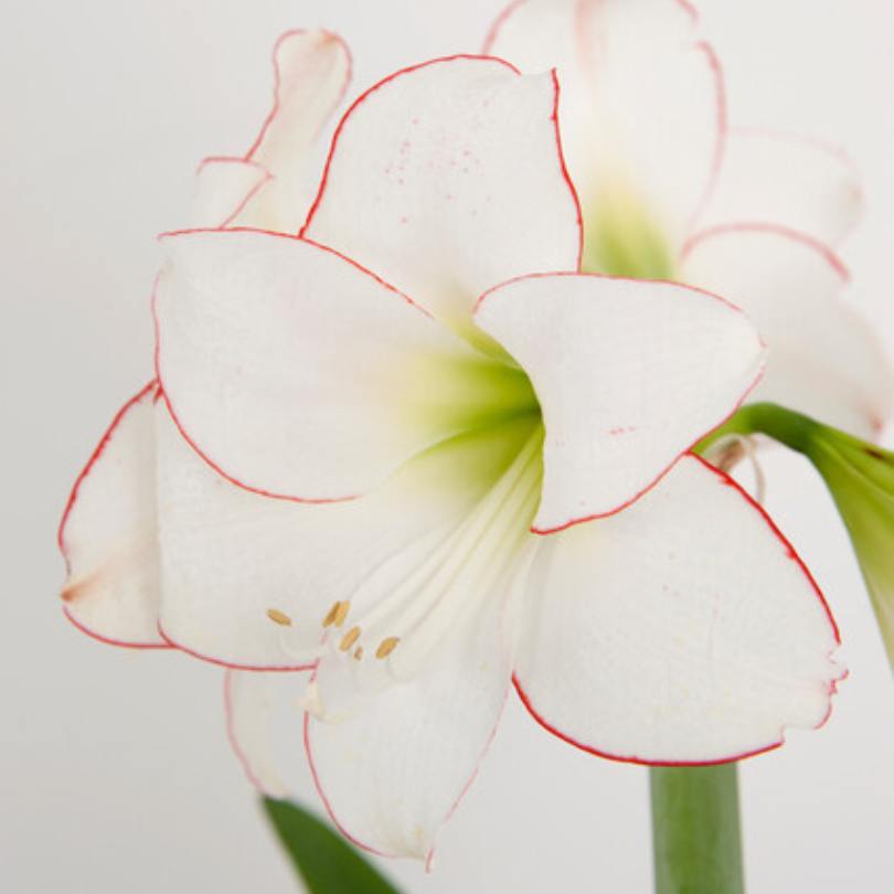 Close-up of a white 'Picotee' amaryllis flower with red edges on a light gray background