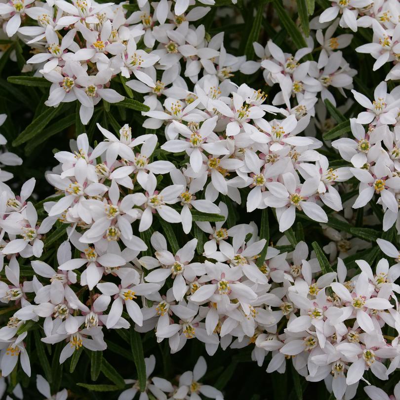 Pinball Blizzard™ Mexican Orange (Choisya) | Proven Winners