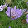 Abeille butinant une fleur de coussin bleue