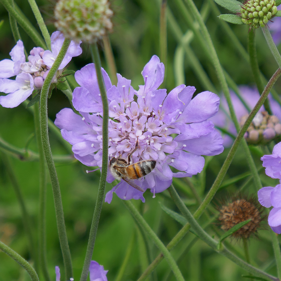 Abeille butinant une fleur de coussin bleue
