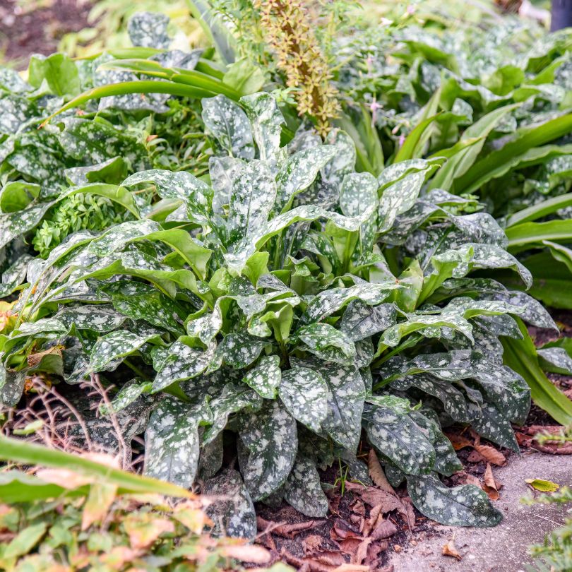 Spotted green foliage from lungwort plants