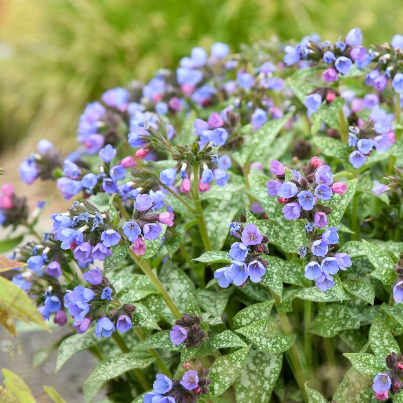 Close up image of cup shaped flowers in beautiful pink and blue hues