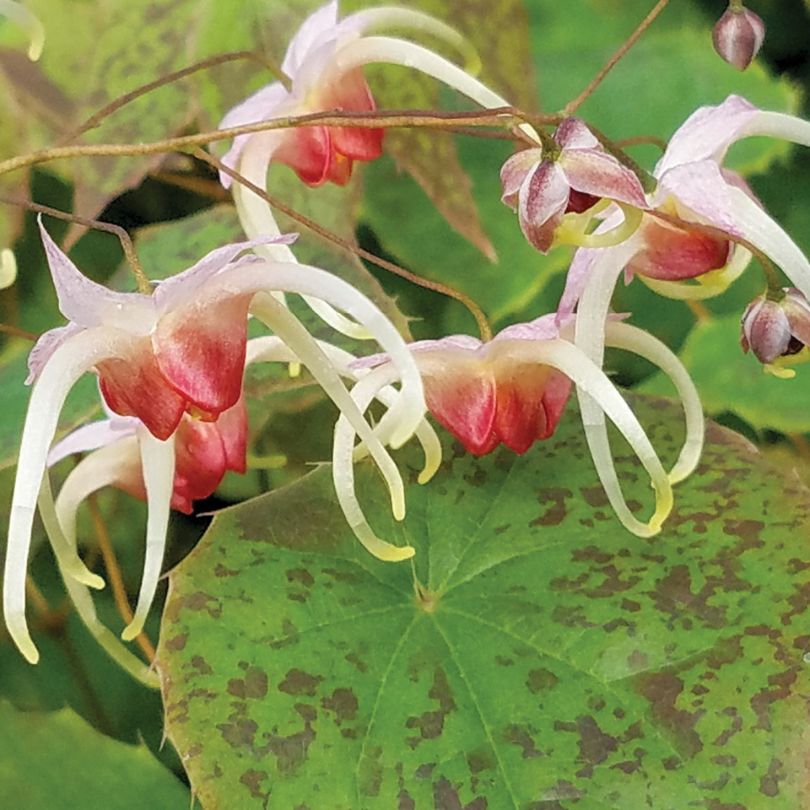 Gros plan sur des fleurs d'épimède roses et blanches à feuilles vertes