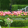 Multiple Pink Impression Tulips blooming showing the plants pink blooms and green stems. Surrounded by yellow tulips and green bushes. 