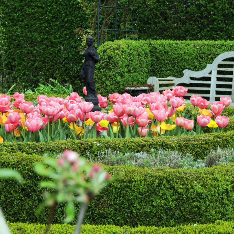 Multiple Pink Impression Tulips blooming showing the plants pink blooms and green stems. Surrounded by yellow tulips and green bushes. 