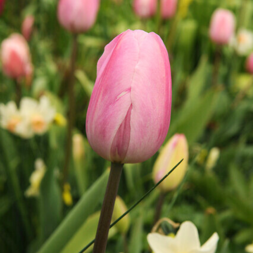 A close-up image of the Pink Impression Tulip's light pink flower color. 