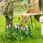 Pink Impression Tulips starting to show light pink color flowers with lush green foliage, surrounded by a chair and a tree with pink flowers. 
