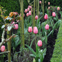 Multiple Pink Impression Tulips starting to bloom showcasing the flowers light pink color. 