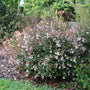 Abélia Pink Piñata™ en fleurs avec des fleurs roses et blanches dans un cadre de jardin
