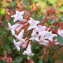 Gros plan sur les fleurs roses et blanches de l'abelia Pink Piñata™ avec des feuilles vertes en arrière-plan.