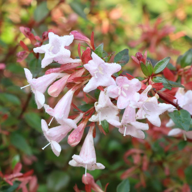 Gros plan sur les fleurs roses et blanches de l'abelia Pink Piñata™ avec des feuilles vertes en arrière-plan.