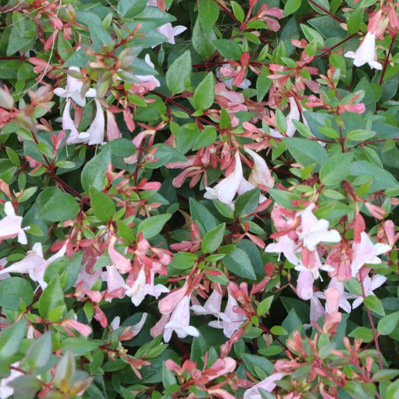 Gros plan sur les fleurs roses et blanches et le feuillage vert de l'abelia Pink Piñata™