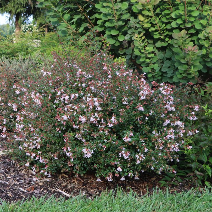 Arbuste d'abelia Pink Piñata™ avec des fleurs roses et des feuilles vertes dans un jardin
