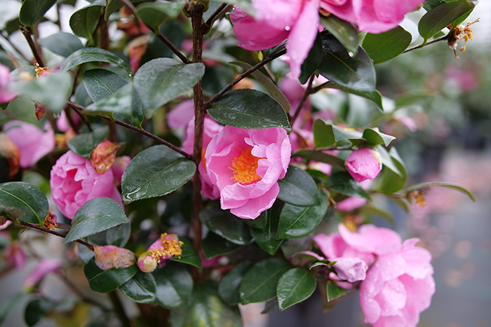 Close-up of pink camellia flowers with green leaves on a blurred background